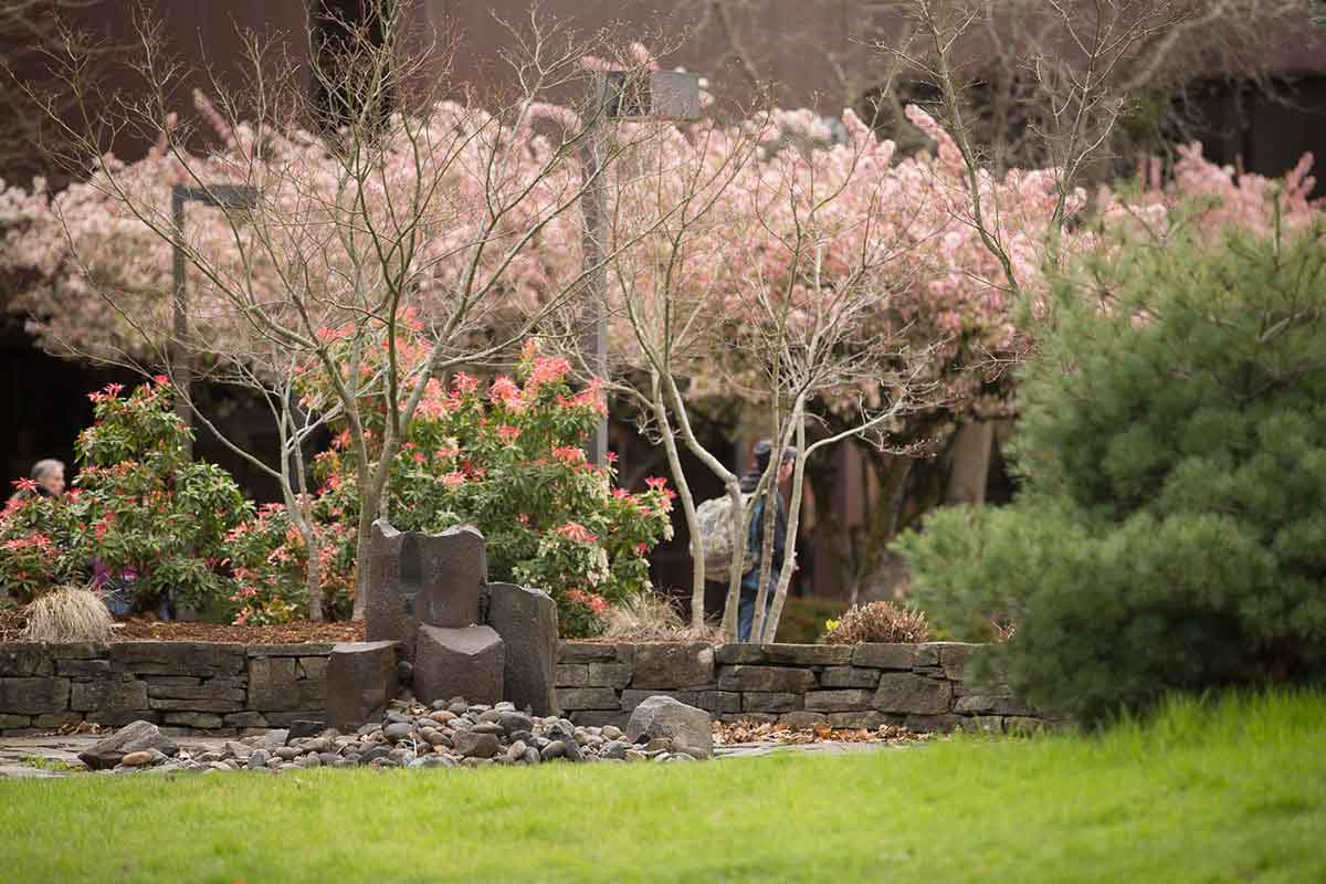 Springtime on campus brings blossoming trees and bushes